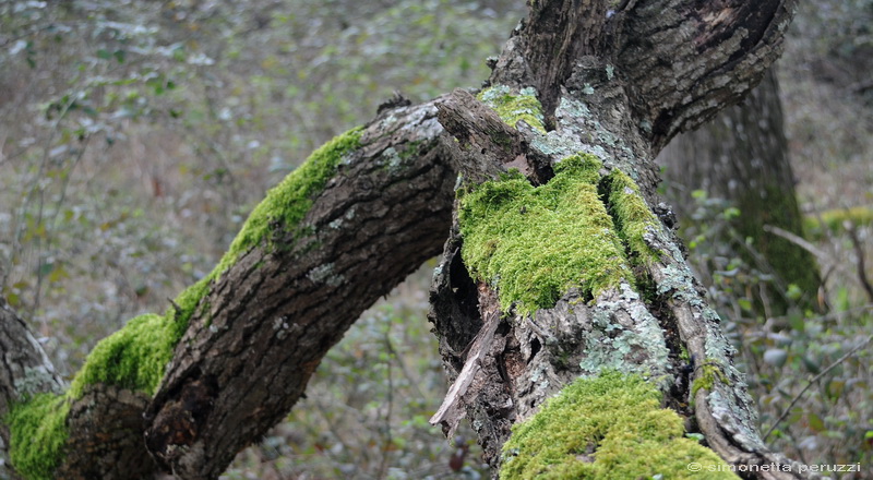 Aphyllophorales nella Tenuta di San Rossore